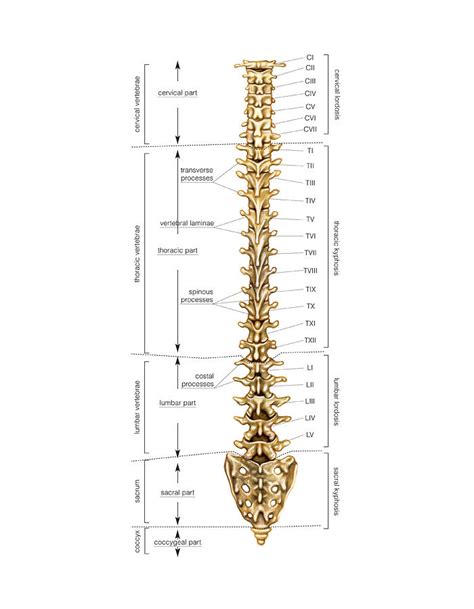 Vertebral Column Photograph By Asklepios Medical Atlas