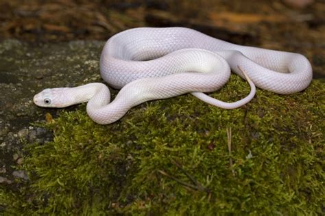 13 Most Beautiful Snakes In The World Owlcation