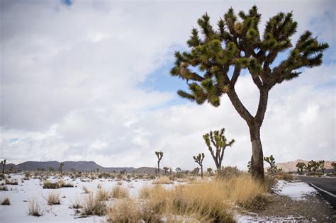 Photos Joshua Tree Is A Winter Wonderland After Rare Snowstorm