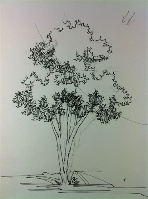 Architectural Tree Drawing At Getdrawings Free Download