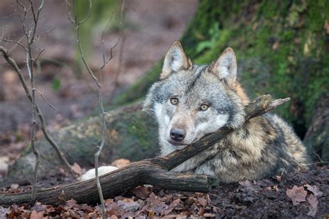 All Eyes And Ears Eurasian Wolf Tierpark Sababurg