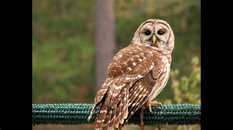 Mating Sounds Or Monkey Calls Of Barred Owls At Night So Only Sounds