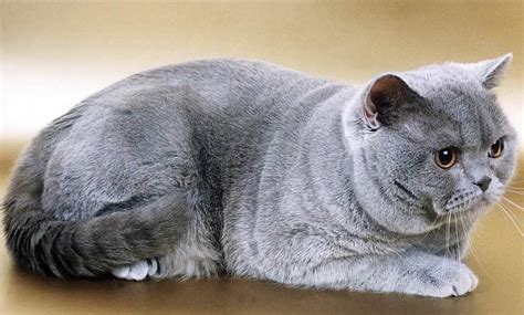 Asal usul kucing british shorthair dari inggris. Kucing British Shorthair : Ciri-ciri, Cara merawat dan ...