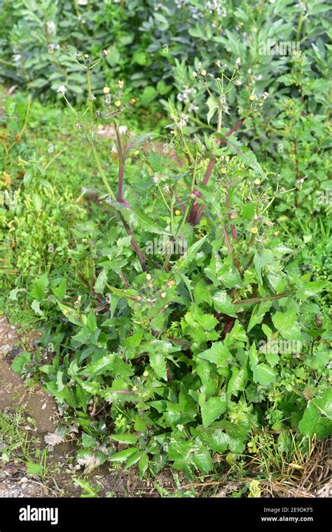 Sow Thistle Sonchus Oleraceus Is An Edible Annual Plant Native To