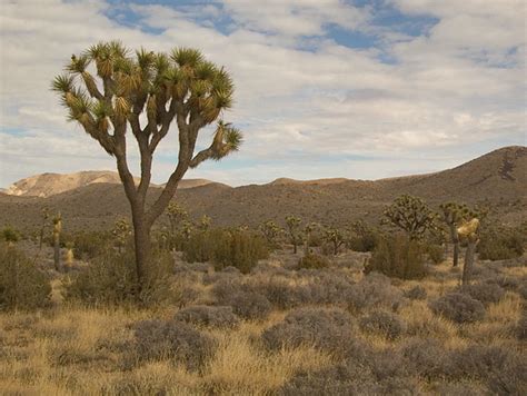 joshua tree national park twentynine palms california flickr