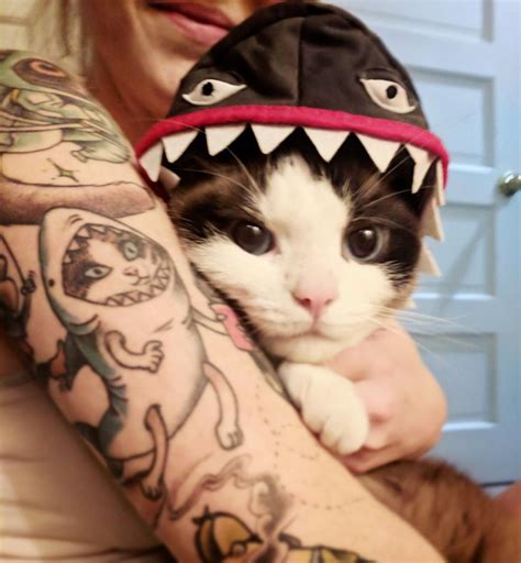 Cat in shark costume being cuddled by human with cat in shark costume