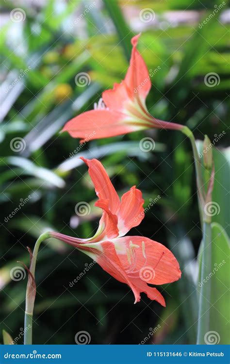 Orange Star Lily Flower Or Wan See Tit Blooming Stock Photo Image Of