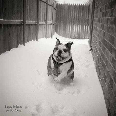 Instagram Bulldog Dogs Snow Fun