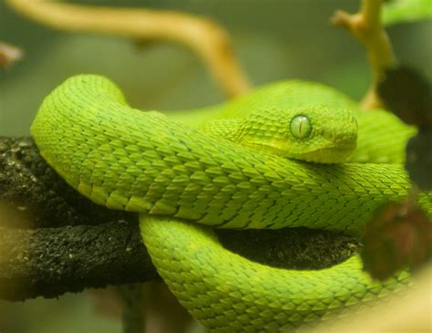 Bush vipers are the common term for a group of small venomous snakes belonging to the genus atheris. African Bush Viper - Pentax User Photo Gallery