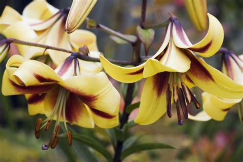 14 Stunning Lily Varieties To Plant