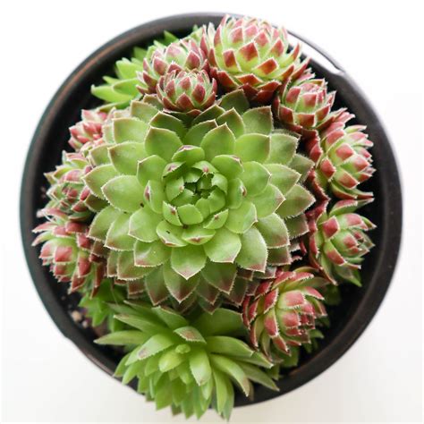 Hens And Chicks Assorted Varieties Plant Collective