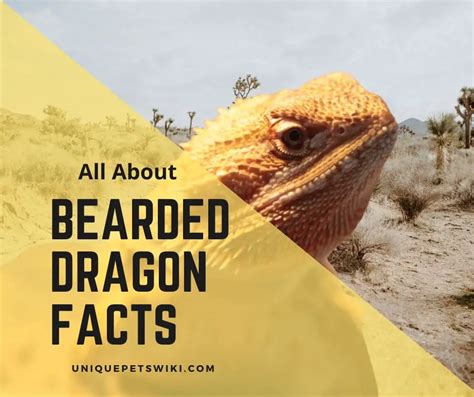 13 Fascinating And Fun Bearded Dragon Facts You Never Knew