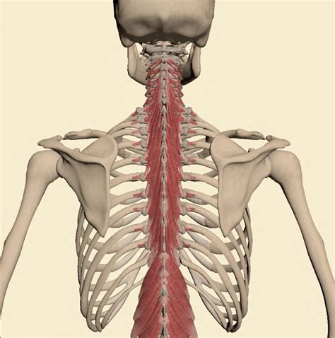Multifidus The Mighty Muscle That Stabilises The Spine Getback™