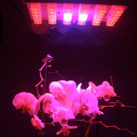 Plants growing outdoors of course use the energy from the sunlight and can grow to the size of a tree in less than a year but when you grow marijuana indoors, your lighting is your number one priority. LED Grow Lights