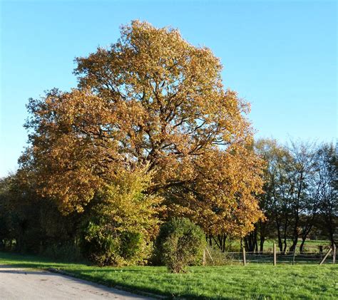 À la fin de l'été et au début de l'automne, l'arbre ne produit plus de cellules de bois. Brienne le Château et sa région: Chêne en automne