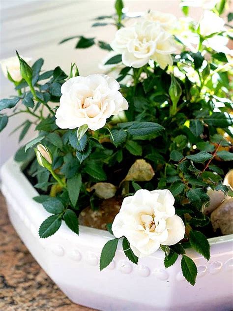 How To Care For Miniature Rose Plants Indoors Duke Manor Farm By