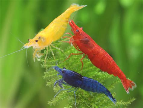 Rainbow Shrimp Mix Neocaridina Davidi Pcs Garnelio En