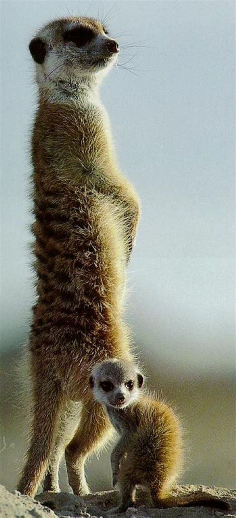 725 Best Meerkat Mania Images On Pinterest Animal