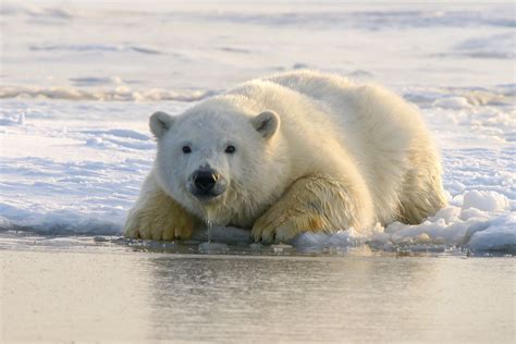 Totalmente Inesperado Estos Osos Polares Pueden Sobrevivir Con Menos