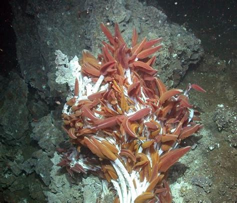 Tubeworms On A Hydrothermal Vent Deep Sea Animals Photosynthesis