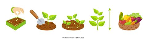 Plant Growth Stages Infographics Planting Instruction Stock Vector