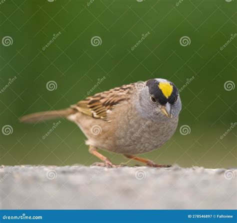 Golden Crowned Sparrow Resting Stock Image Image Of Portrait