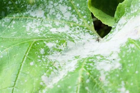 Common Causes For White Spots On Indoor Plants Plus The Solution