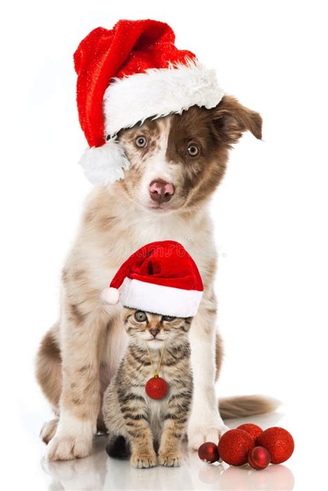 Dog And Cat In Santa Red Hats Stock Photo Image Of Wolf Young 28186758