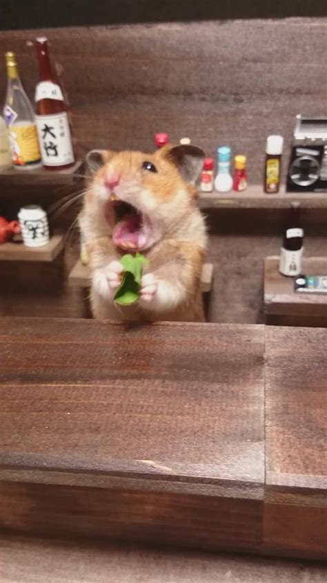 ハムスターの銀次 On Twitter Funny Hamsters Cute Hamsters Cute Animal Memes