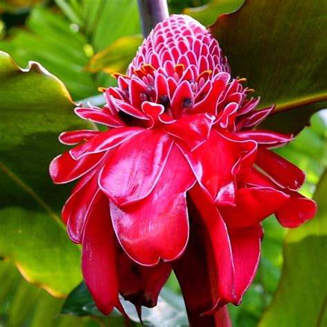 Maybe you would like to learn more about one of these? A tropical flower that is so pretty it looks fake! # ...