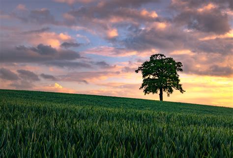 Lone Tree In A Wheatfield Lone Tree In A Wheatfield Somew Flickr