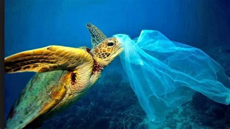 Petition · Become Aware Of The Issues Surrounding Ocean Conservation