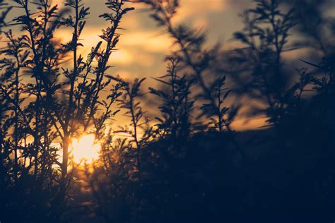 Silhouette of Plant during Sunset · Free Stock Photo