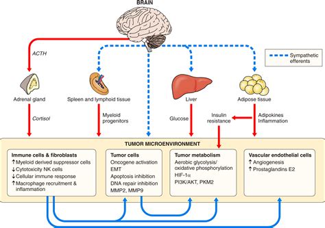 Neuroimmune Interactions From The Brain To The Immune System And Vice