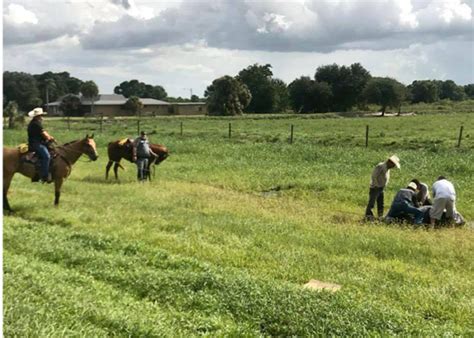 Cowboy Deputies On Horseback Lasso Bull Charging Near Florida Highway