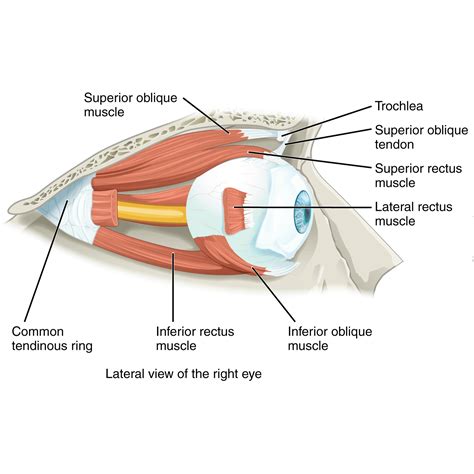 Eye And Extraocular Muscles Illustrations Image