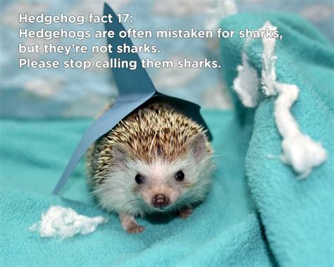 Twenty Two Mind Blowing Hedgehog Facts That Will Change The Way You