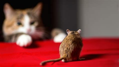 What To Do When Your Cat Catches A Mouse Learn These Quick Hacks My