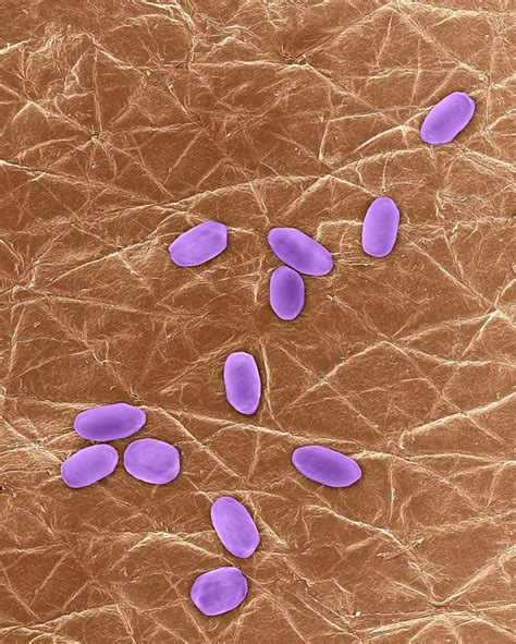 Stock Photography Of Spores From Bacillus Anthracis Bacteria By My