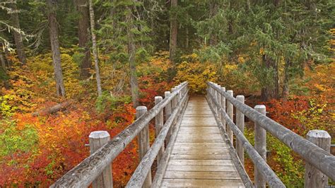 Free Photo Autumn Boardwalk Bridge Adventure Recreational Stairway