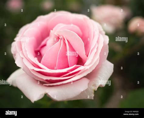 Delicate Light Pink Rose In Bloom Stock Photo Alamy