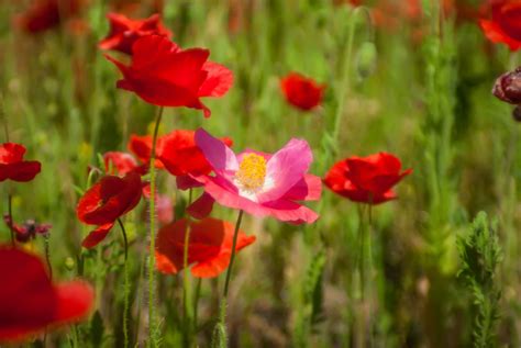 Red Poppy Flower Field Free Stock Photo Public Domain