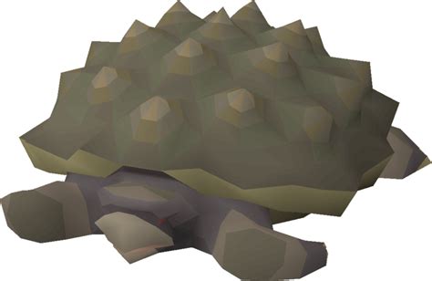 Filetortoisepng Osrs Wiki