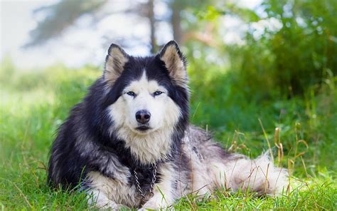 742139 Dogs Grass Alaskan Malamute Rare Gallery Hd Wallpapers