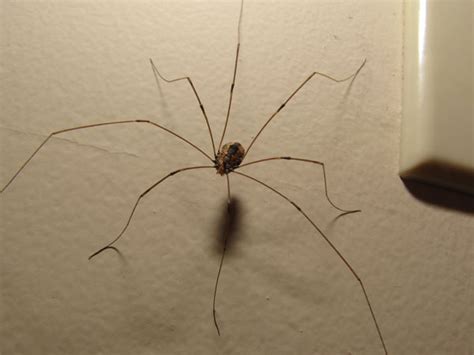 They also will dangle and drop down from the ceiling, which may. Daddy Long Legs Spider - Spiders in Sutton Massachusetts