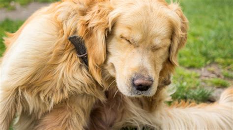 Allergien Bei Hunden Zehn Fragen Zur Untersch Tzten Erkrankung Stern De