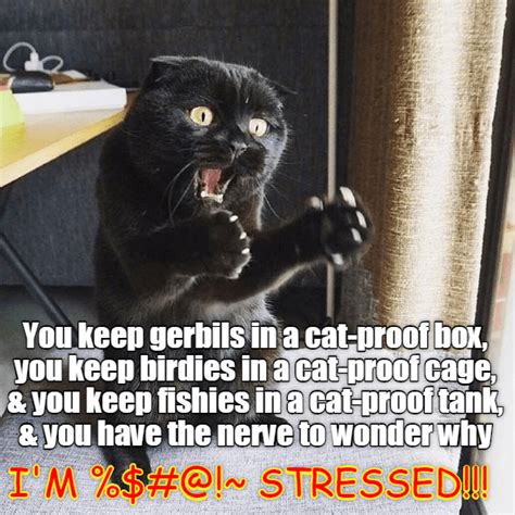 Its Frustrating Being A Cat Cat Quotes Funny Cats Cat Jokes