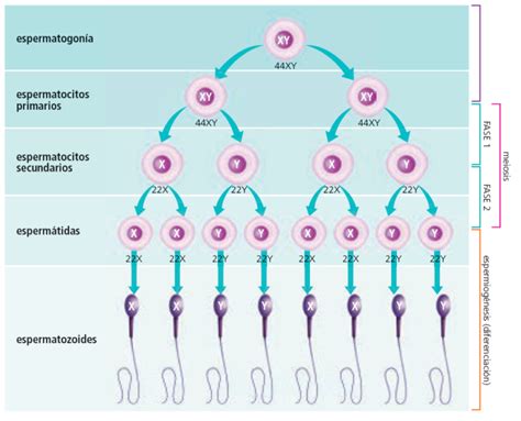 ¿cómo Se Forman Los Espermatozoides Gravida Fertilitat Avançada