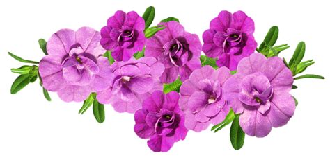 Flores Malva Arreglado · Foto Gratis En Pixabay