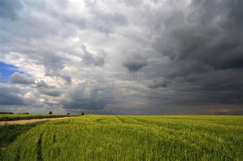 Image Of A Green Wheat Field With Stormy Clouds Background Stock Photo